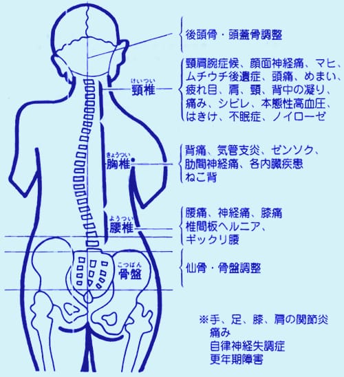 脊椎・骨格と各種症状との関係